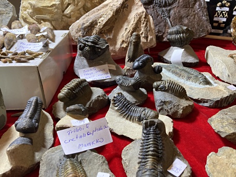 Various trilobites from Morocco on display