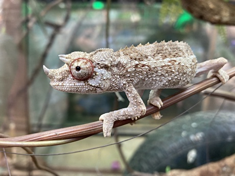 Jackson's chameleon Trioceros jacksonii xantholophus