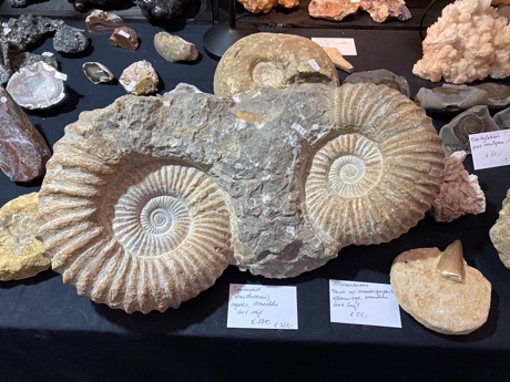 Two ammonites (Acanthoceras), Late Cretaceous, Agadir, Morocco