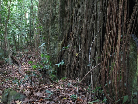 Canyon habitat, close to the type location